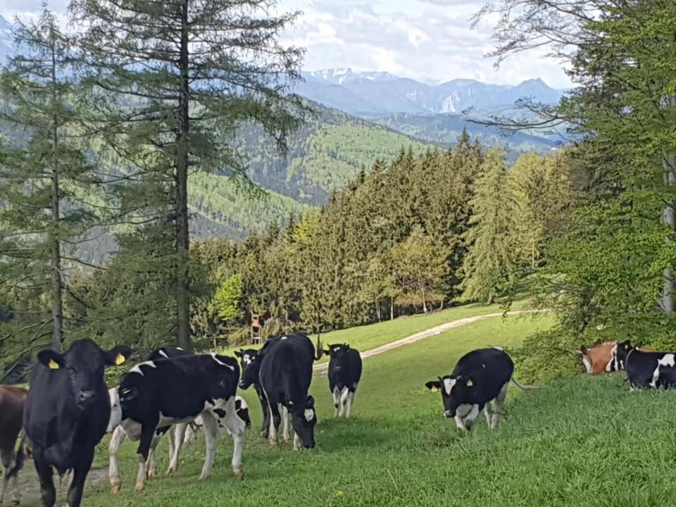 Holzhaus "Zum Schwarz'N" Apartment Aurach am Hongar Bagian luar foto